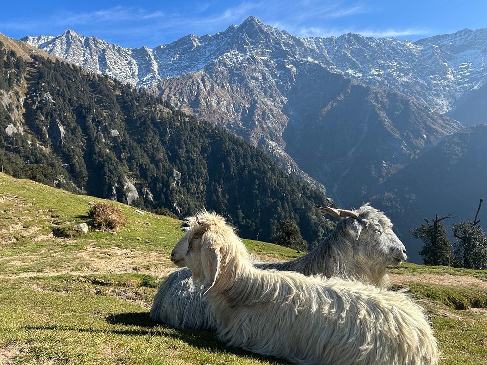 Triund Trek